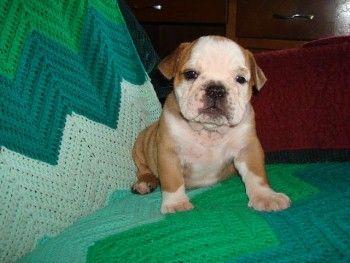 Puppies in PA